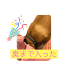 フレンチブルドッグ☆リブの楽しい毎日②（個別スタンプ：28）