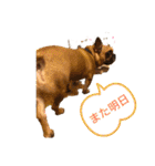 フレンチブルドッグ☆リブの楽しい毎日②（個別スタンプ：30）