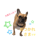 フレンチブルドッグ☆リブの楽しい毎日②（個別スタンプ：33）