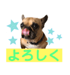 フレンチブルドッグ☆リブの楽しい毎日②（個別スタンプ：35）