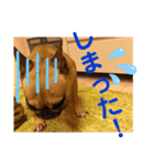 フレンチブルドッグ☆リブの楽しい毎日②（個別スタンプ：36）