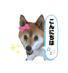 トイプードル♡レオ②（個別スタンプ：5）