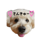 トイプードル♡レオ②（個別スタンプ：7）