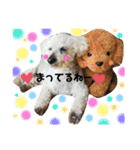 トイプードル♡レオ②（個別スタンプ：18）