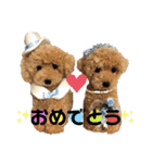 トイプードル♡レオ②（個別スタンプ：19）