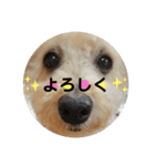 トイプードル♡レオ②（個別スタンプ：21）