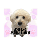 トイプードル♡レオ②（個別スタンプ：22）
