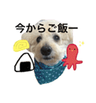 トイプードル♡レオ②（個別スタンプ：30）