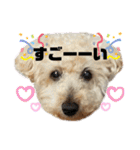 トイプードル♡レオ②（個別スタンプ：31）