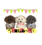 トイプードル♡レオ②（個別スタンプ：32）
