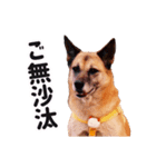 シェパード犬（雑種）SHIGE（個別スタンプ：1）