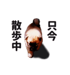シェパード犬（雑種）SHIGE（個別スタンプ：2）