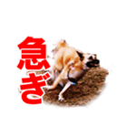 シェパード犬（雑種）SHIGE（個別スタンプ：3）