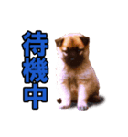 シェパード犬（雑種）SHIGE（個別スタンプ：4）