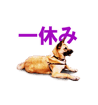 シェパード犬（雑種）SHIGE（個別スタンプ：5）