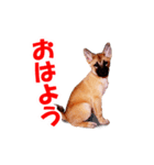 シェパード犬（雑種）SHIGE（個別スタンプ：8）