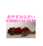ぽんちゃん！第2弾（個別スタンプ：2）