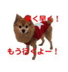 ぽんちゃん！第2弾（個別スタンプ：3）
