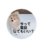 ぽんちゃん！第2弾（個別スタンプ：4）