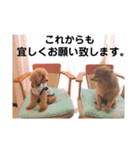 ぽんちゃん！第2弾（個別スタンプ：7）