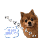 ぽんちゃん！第2弾（個別スタンプ：11）