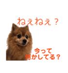 ぽんちゃん！第2弾（個別スタンプ：12）