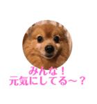 ぽんちゃん！第2弾（個別スタンプ：13）