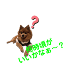 ぽんちゃん！第2弾（個別スタンプ：16）