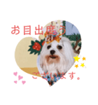 おしゃれなマルチーズ（個別スタンプ：2）