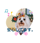 おしゃれなマルチーズ（個別スタンプ：5）