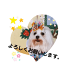 おしゃれなマルチーズ（個別スタンプ：6）