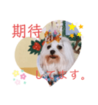 おしゃれなマルチーズ（個別スタンプ：8）