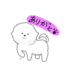 ビションフリーゼのモコ（個別スタンプ：3）