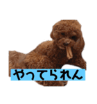 まろわた3（個別スタンプ：13）