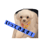 まろわた3（個別スタンプ：21）