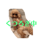 まろわた3（個別スタンプ：31）