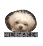 まろわた3（個別スタンプ：35）