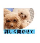 まろわた3（個別スタンプ：38）