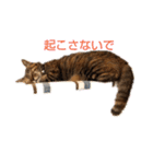 毎日のねこのみーちゃん（個別スタンプ：2）