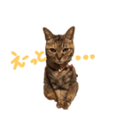 毎日のねこのみーちゃん（個別スタンプ：3）
