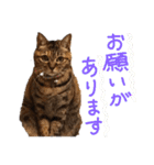 毎日のねこのみーちゃん（個別スタンプ：6）