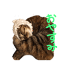 毎日のねこのみーちゃん（個別スタンプ：7）