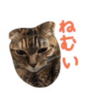 毎日のねこのみーちゃん（個別スタンプ：8）