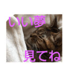 毎日のねこのみーちゃん（個別スタンプ：9）
