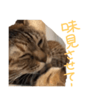 毎日のねこのみーちゃん（個別スタンプ：10）