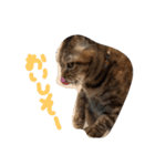 毎日のねこのみーちゃん（個別スタンプ：11）