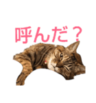 毎日のねこのみーちゃん（個別スタンプ：15）