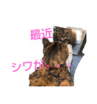 毎日のねこのみーちゃん（個別スタンプ：16）