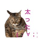 毎日のねこのみーちゃん（個別スタンプ：19）