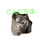 毎日のねこのみーちゃん（個別スタンプ：20）